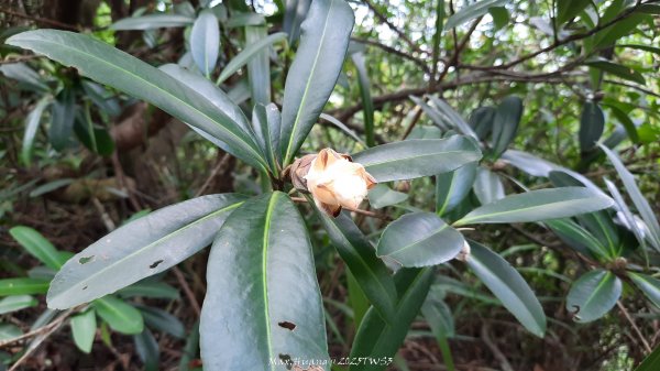 《南投》峰峰相連｜草屯九九峰森林步道O型202509062879257