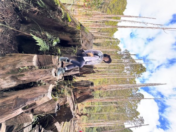 忘憂森林.金柑樹山2668867