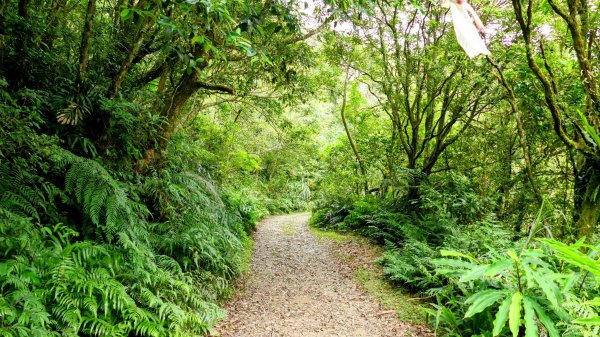 桶後越嶺古道2876919