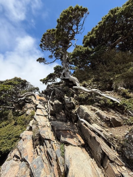 合歡山東峰杜鵑花季 、星空記錄3051451