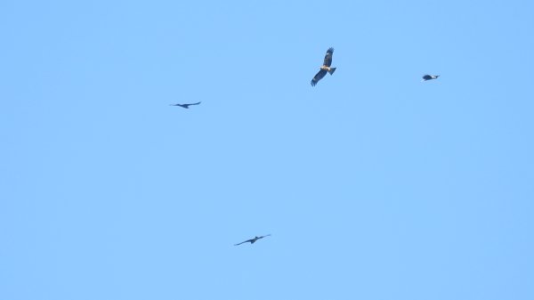 雲山水花鳥蝶 - 天龍國阿伯的日常7/18 & 21、22、292553932