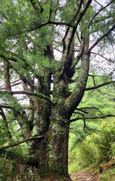 【百岳縱走】世紀奇峰，大霸尖山2741487