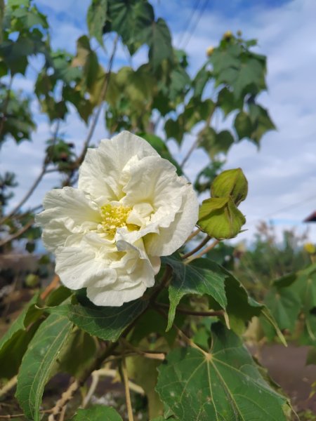 鳳鳴古道 鳳鳴山 南隘勇（南長城）古道 三湖山 八達嶺（龍骨）古道 綠色古道 延平古道2975143