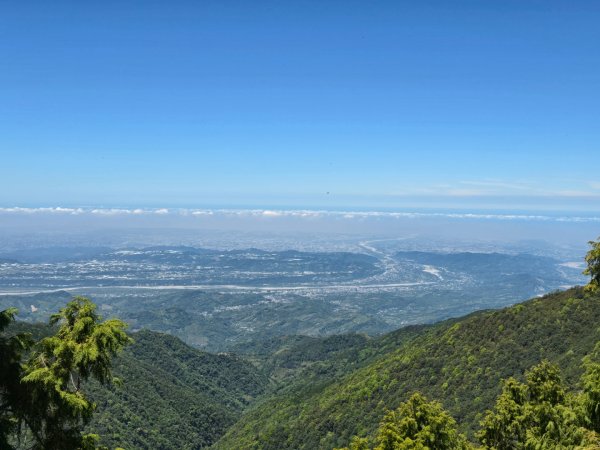 鳶嘴山杜鵑盛開2770238