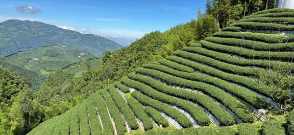 羊彎上武岫大崙山茶園尋山頭2825508