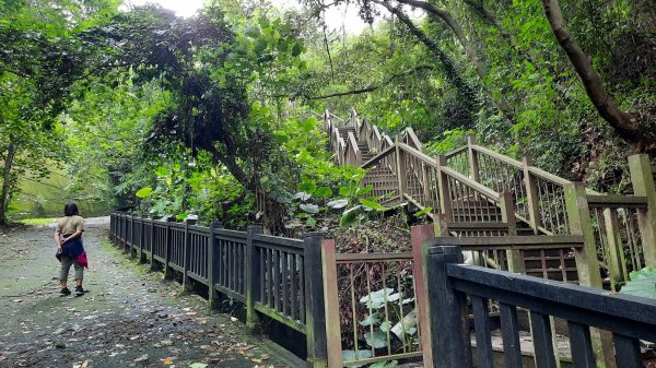 《彰化》玉蘭花香｜赤水崎公園步道及松柏坑山202308062241235