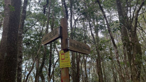 忘憂森林.金柑樹山2668873