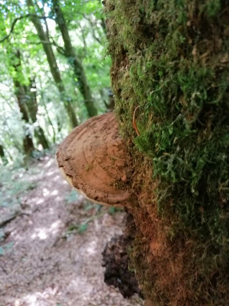 花蓮秀林~巨木森林。#86小百岳卡拉寶山1035542