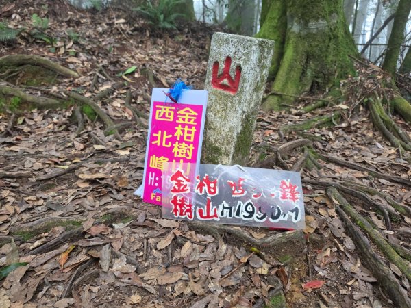小百岳No.54⛰金柑樹山3119942
