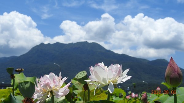 [影片分享]雲山水花鳥蝶 - 天龍國阿伯的日常 8/6