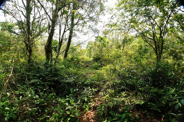 新北 烏來 志良久山3035164