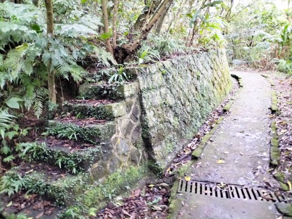樟樹步道魯冰花2420333