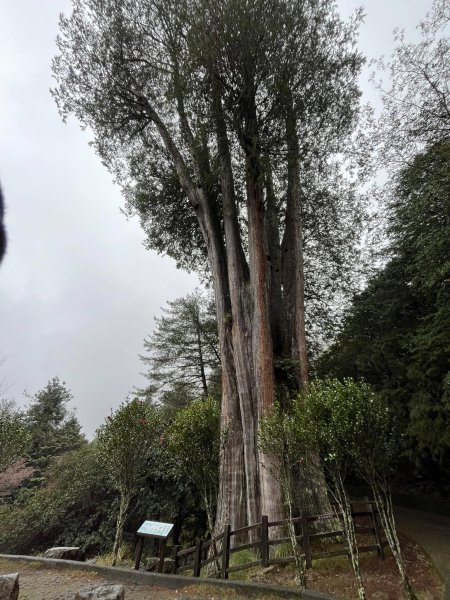 大雪山森林遊樂區2737491