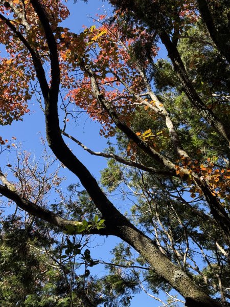 1141215大塔山步道2996125