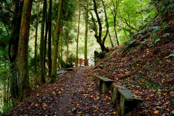 檜山巨木森林步道481537