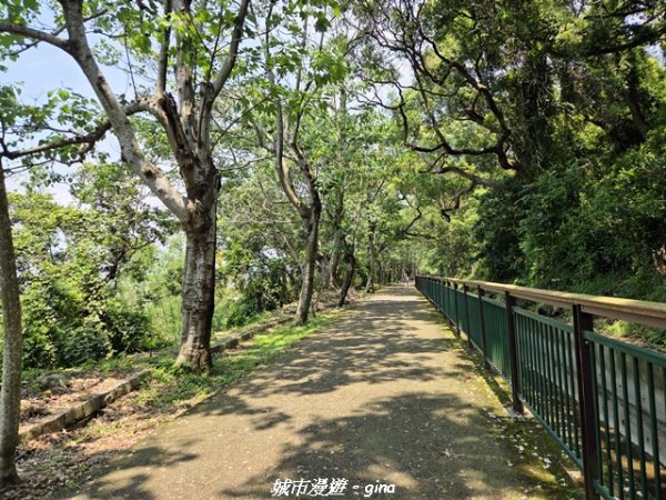 【台中外埔】外埔水流東桐花步道3046216