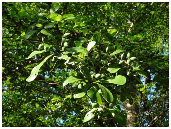 小葉欖仁/黃金雨1634908