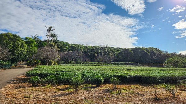 谷關七雄唐麻丹山，桃園茶山步道，通學古道，富岡三聯陂步道2323435