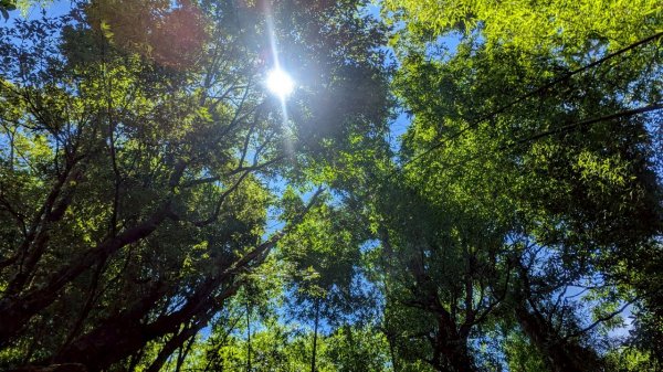 鳳凰山步道（溪頭）2838226