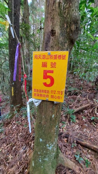 110/11/28苗栗縣南庄鄉三角湖山、向天湖山、光天高山O型1537858