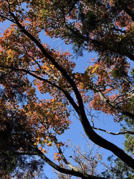 1141215大塔山步道2996124