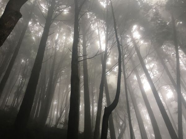 觀霧檜山巨木森林步道