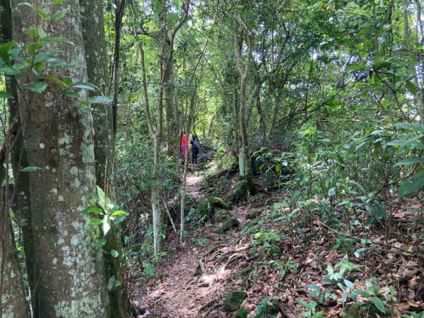 關西赤柯山、東獅頭山步道2278789