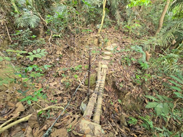 新化林場後山步道2776957