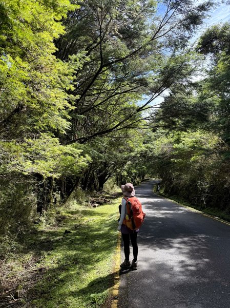 塔塔加楠梓仙溪林道 202506222827106