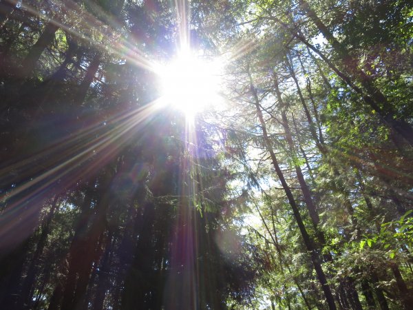 如童話般的森林步道-武陵桃山瀑布步道1190734