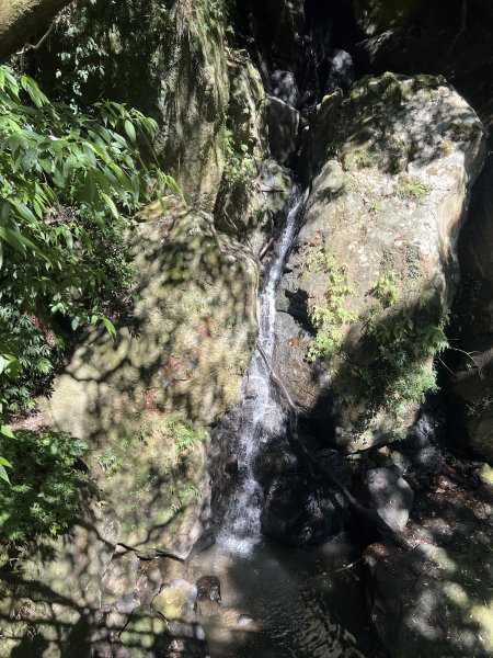 2025山之精靈2910558