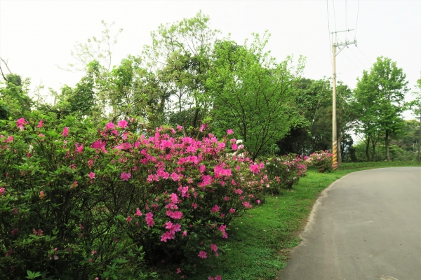 2016.4.5坪頂古圳－中社路健走46677