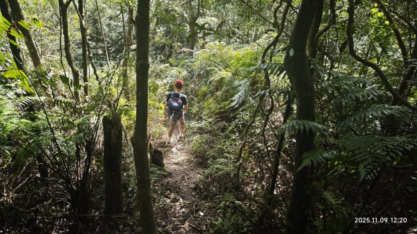 20251109 士林站到大湖站(福山宮_腰繞_燕溪古道_翠山步道_龍船岩_大溝溪)2932350