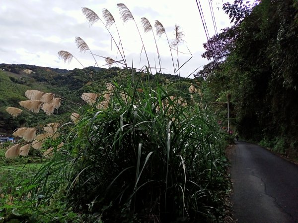 【臺灣百大必訪步道】苗栗馬那邦山登山步道1207749