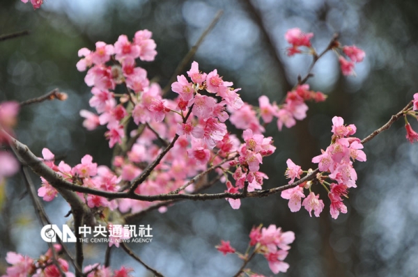 【新聞】私房秘境尋幽 太極嶺賞櫻森呼吸