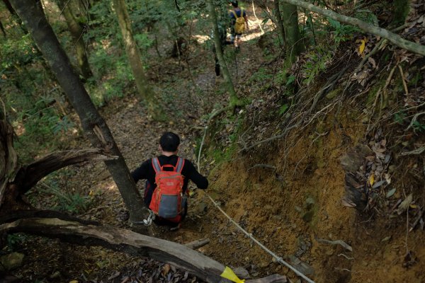 苗栗南庄鄉 二訪加里山 ‧ 2025春 哈加2753393