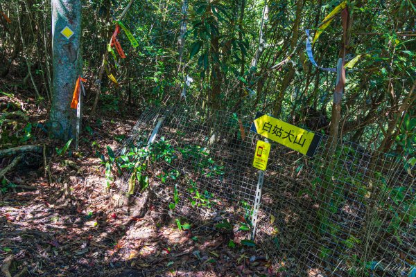 [百岳]中橫特辣白姑大山2625460