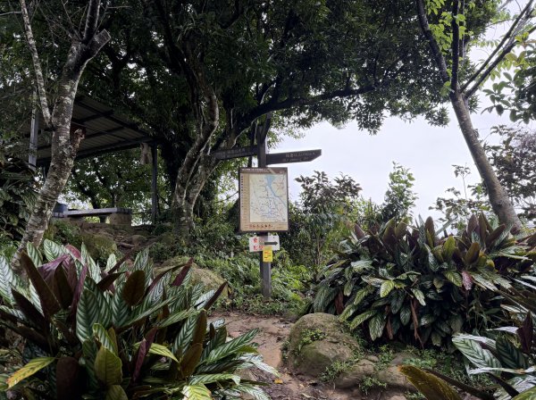 [微笑山線_第三段] 2026_0328 鳶山山系_福德坑山3025579