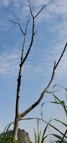 2021-04-11馬那邦山登山步道1346409