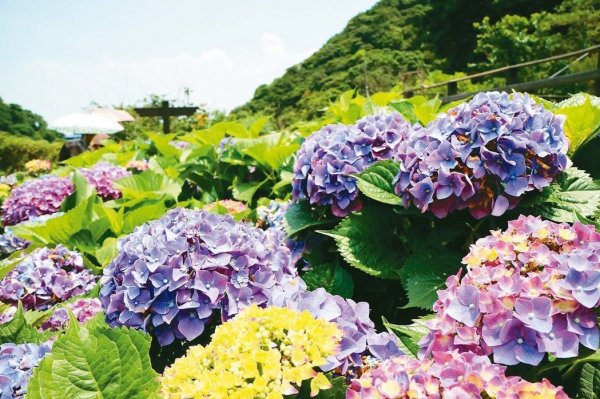 【新聞】來一趟陽明山拍好拍滿！海芋Ｘ繡球花 雙花齊開