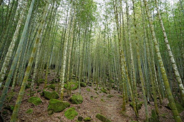 南投 鹿谷 溪頭山、竹崙山、志騰山2730628