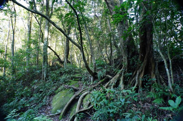 新竹 關西 福大山、彩和山、高甫山2988292