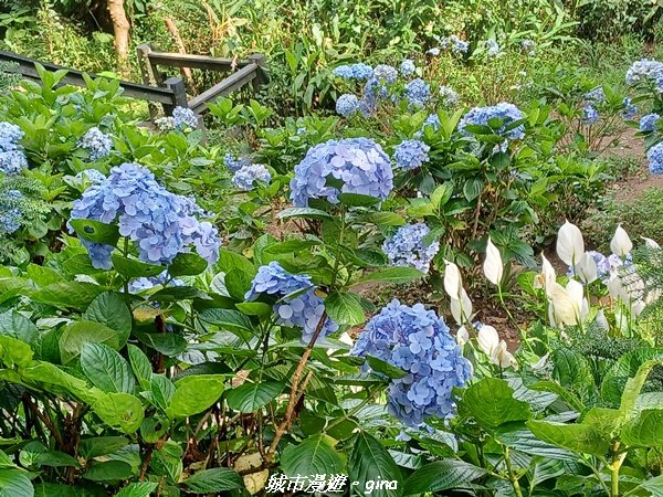 【新北八里】搭捷運公車爬山趣。 小百岳集起來。編號05小百岳-八里觀音山(硬漢嶺步道)1759657