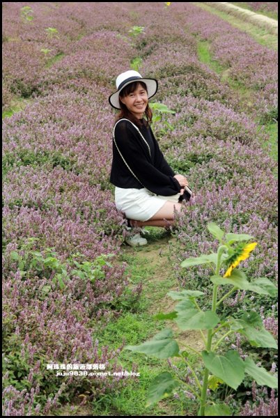 隱藏版仙草花秘境禾山田農場仙草花海免費拍1182306