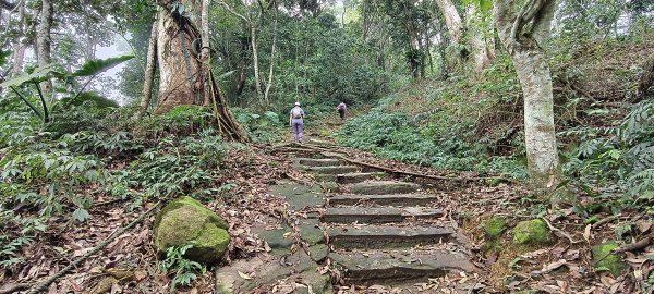 馬那邦山(上湖登山口)-2026/04/183040587