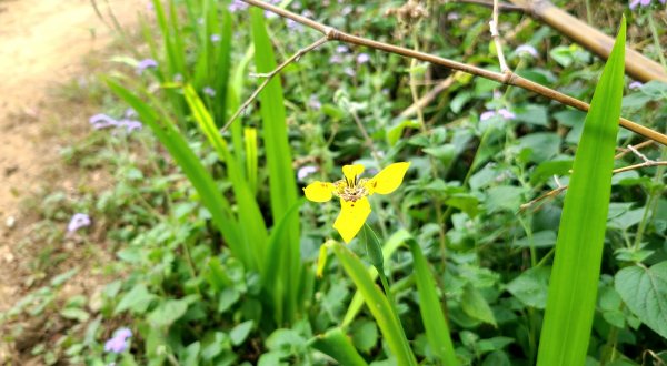 小百岳關刀山889m+銅鑼杭菊1924029