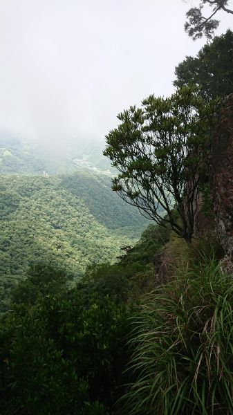 北德拉曼巨木步道410477