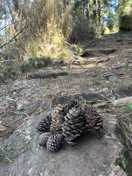 2025/08/17塔塔加、麟趾山、大鐵杉2891618