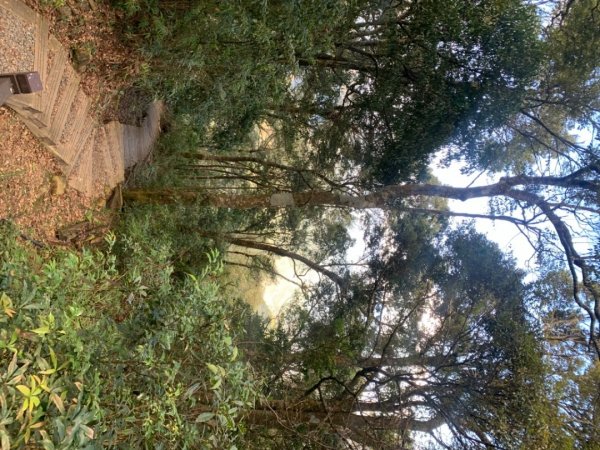 奮起湖大棟山1547906