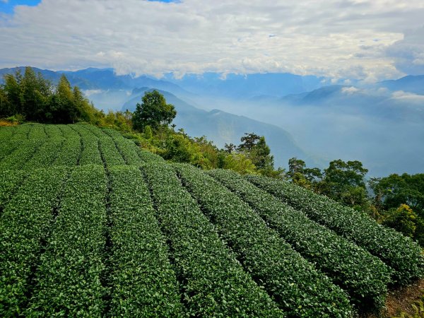 挑筍古道(大尖山、後棟仔山步道)--(雲林)臺灣百大必訪步道2955755